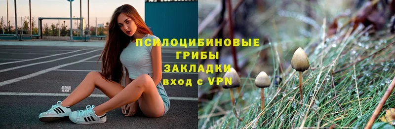 Псилоцибиновые грибы Psilocybe  наркотики  Гаджиево 